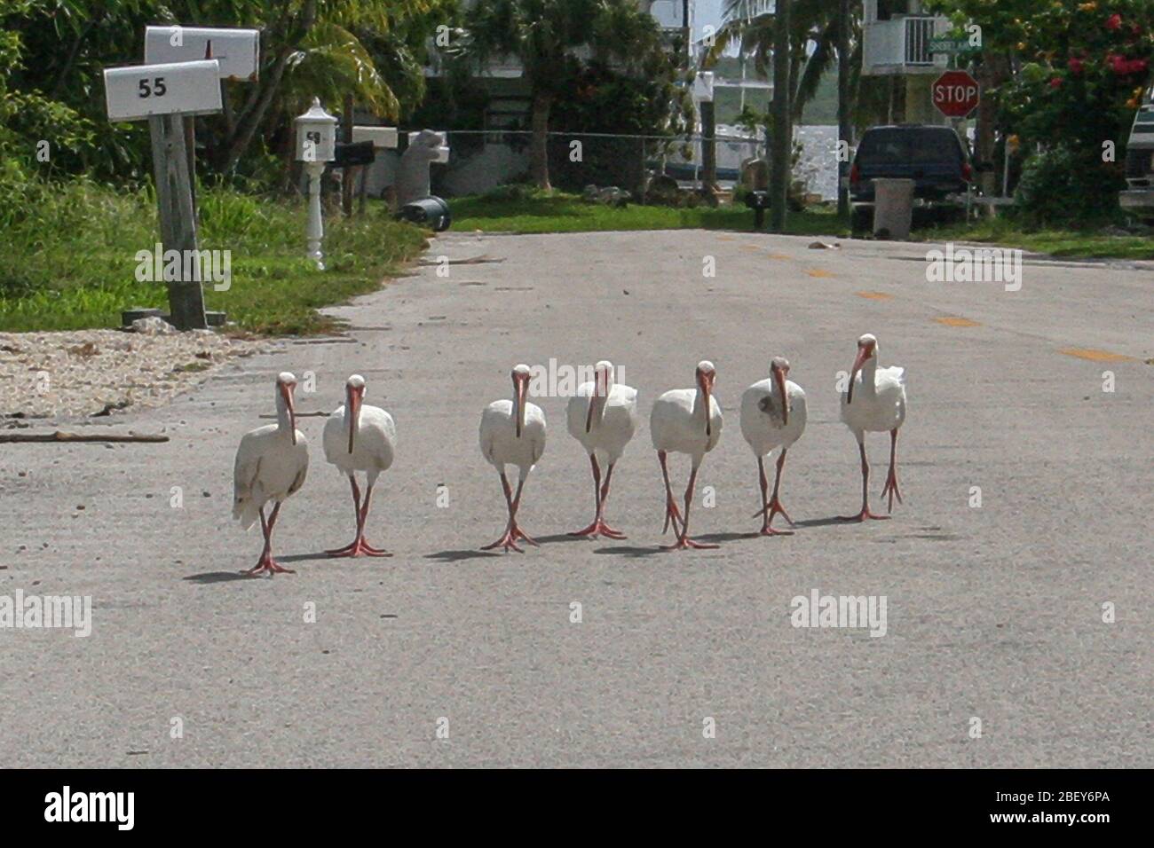 American White Ibis dans un groupe sur la route Banque D'Images
