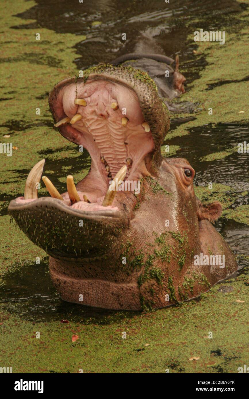 Hippo dans l'eau avec de grandes dents et bouche ouverte Banque D'Images