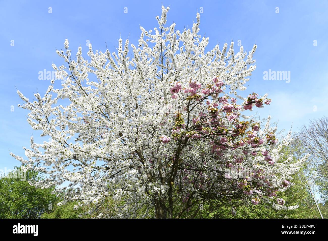 Fleurs roses et blanches sur le même cerisier Banque D'Images