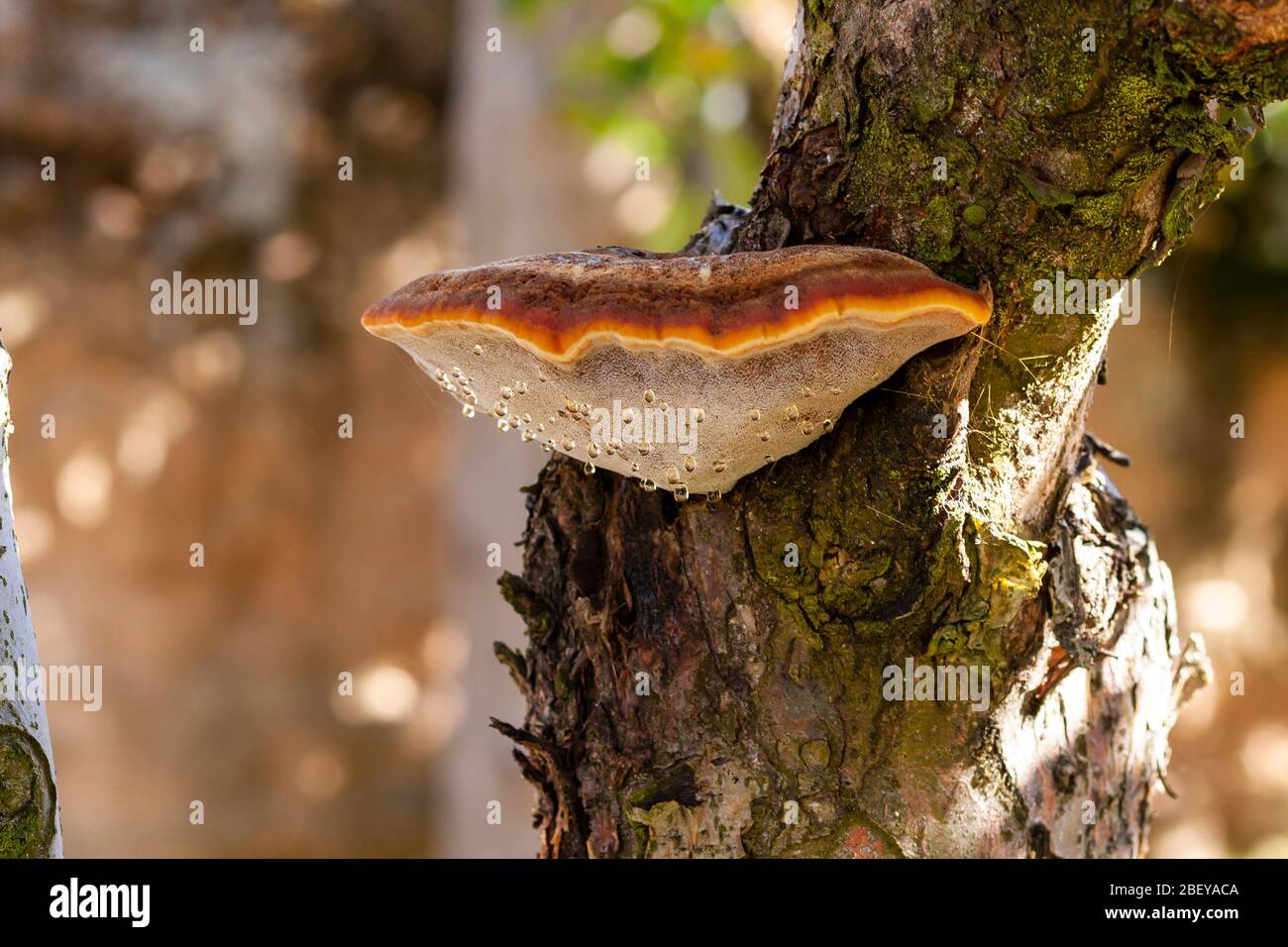 Inonotus hispidus, qui pousse sur le tronc d'un vieux pommier. Espagne Banque D'Images