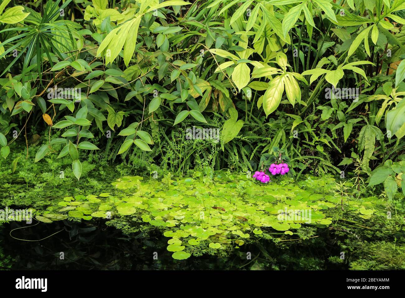 Le détail d'une belle fleur tropicale colorée dans le jardin botanique. Banque D'Images