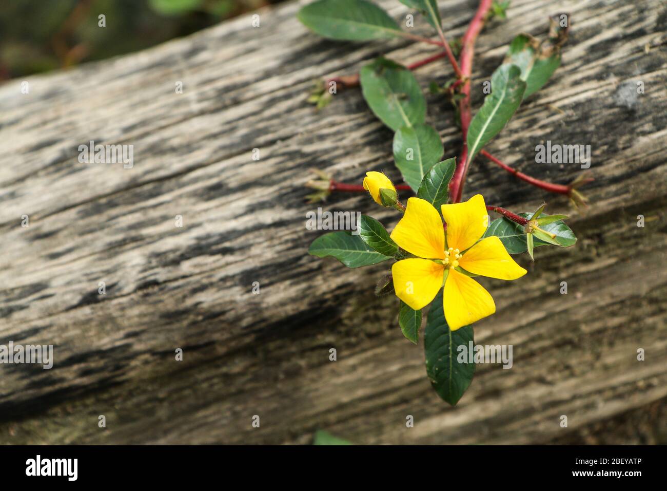 Le détail d'une belle fleur tropicale colorée dans le jardin botanique. Banque D'Images