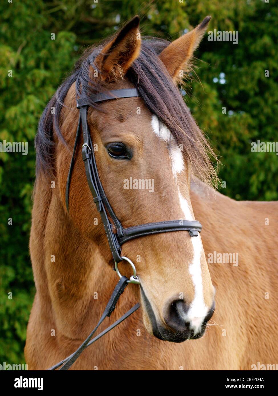 Une photo de tête d'un cheval plus âgé portant une bride de déflecteur. Banque D'Images