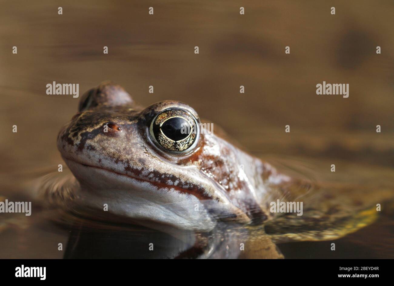 Grenouille commune Rana temporaria dans un étang de frai en Finlande. Banque D'Images