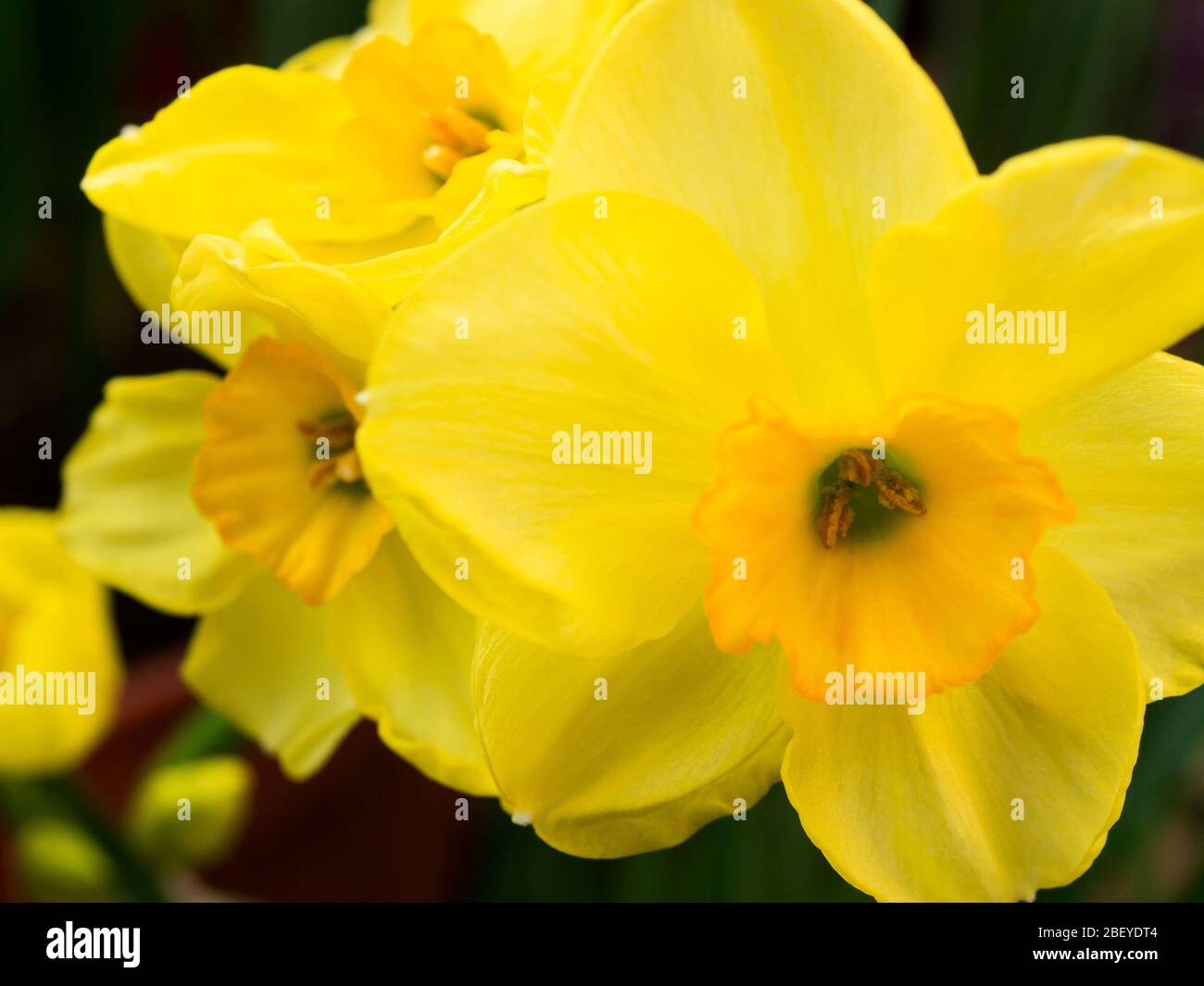 Narcisse Jonquilla Martinette jonquille en fleur au printemps Banque D'Images