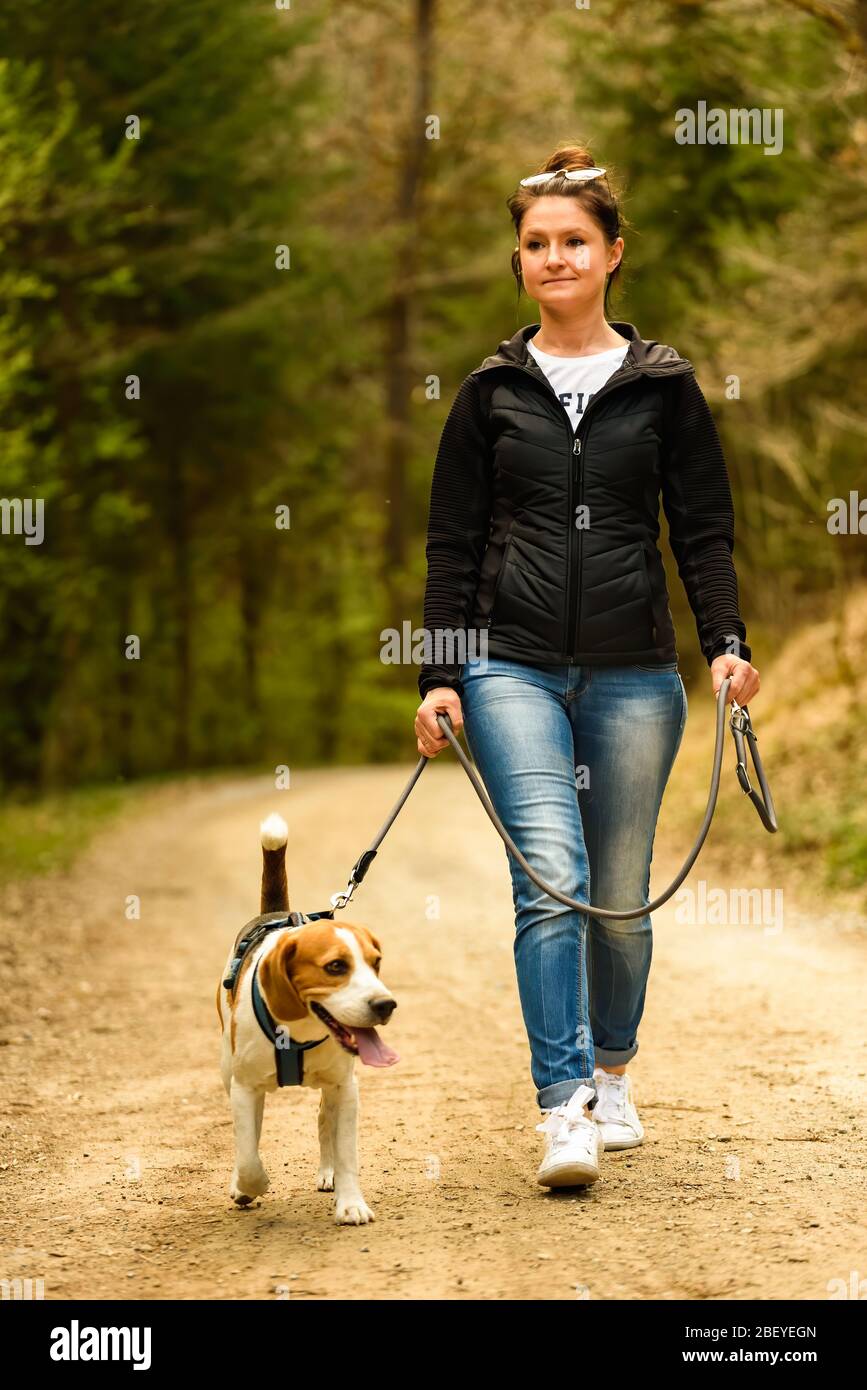 Une jeune femme marche avec un chien de beagle sur une laisse sur le chemin de la forêt. Banque D'Images