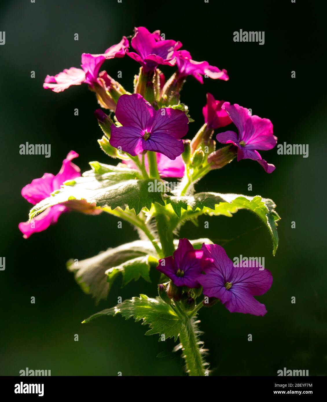Fleurs violettes lumineuses d'honnêteté (Lunaria annua) Banque D'Images