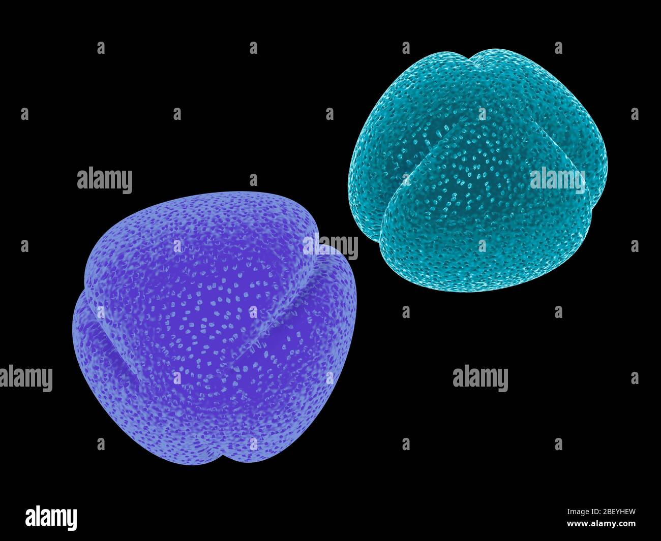 illustration tridimensionnelle du pollen coloré provenant de fleurs, de plantes et d'arbres. Simulation d'images de microscope scientifique, isolées sur fond noir. Banque D'Images