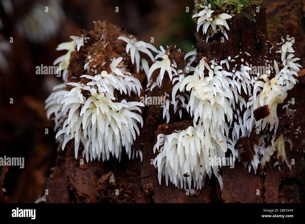 Mucronella bresadolae Icicle, champignon, champignon sauvage de la Finlande Banque D'Images
