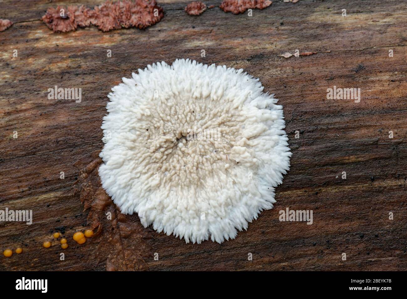 Phlebia centrifuga, un champignon de croûte de Finlande Banque D'Images