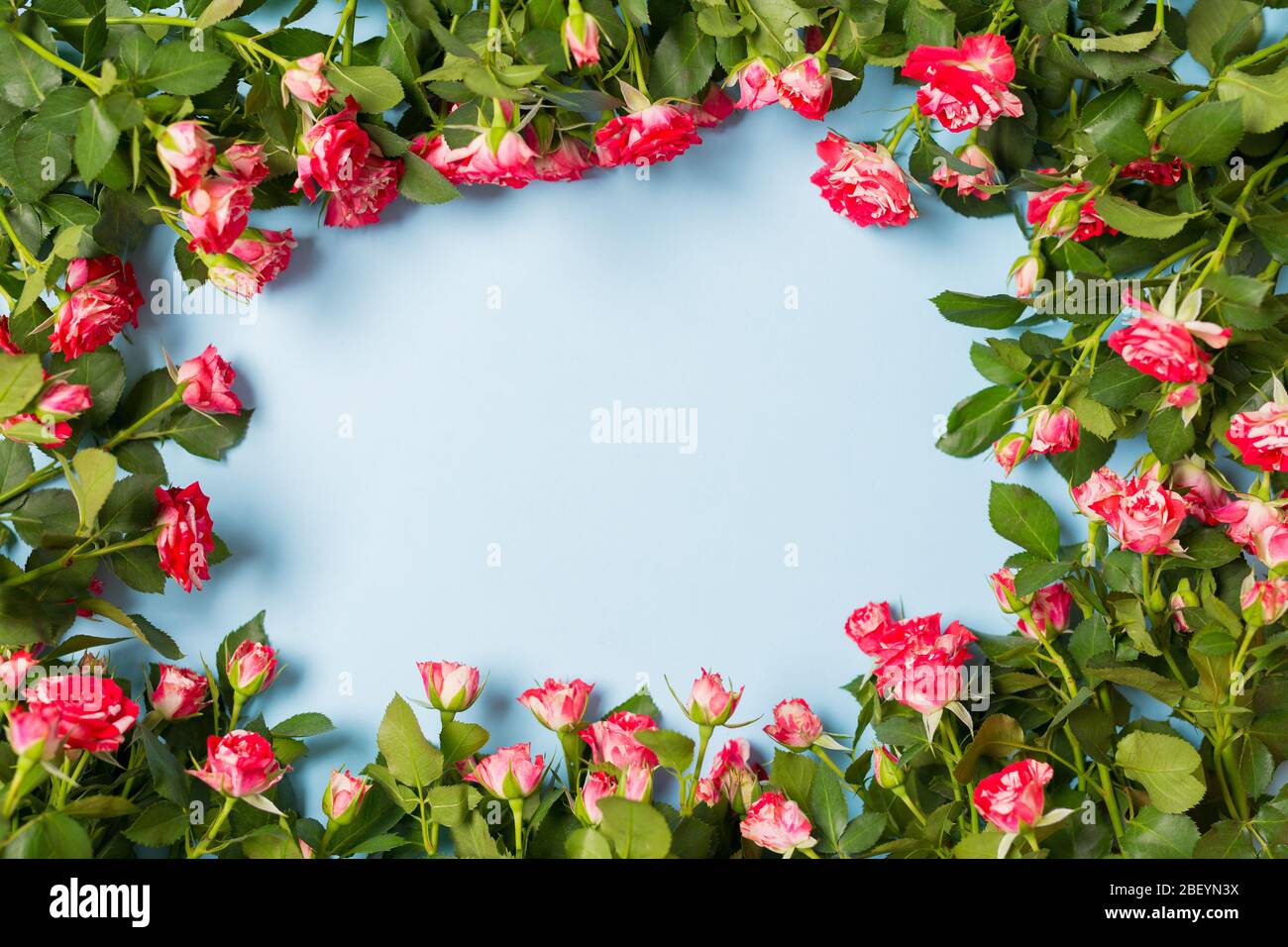 Vaporisez le cadre roses avec de l'espace libre pour le texte sur le bureau bleu clair. Espace de copie. Fête des mères Pâques Saint-Valentin concept d'anniversaire Banque D'Images