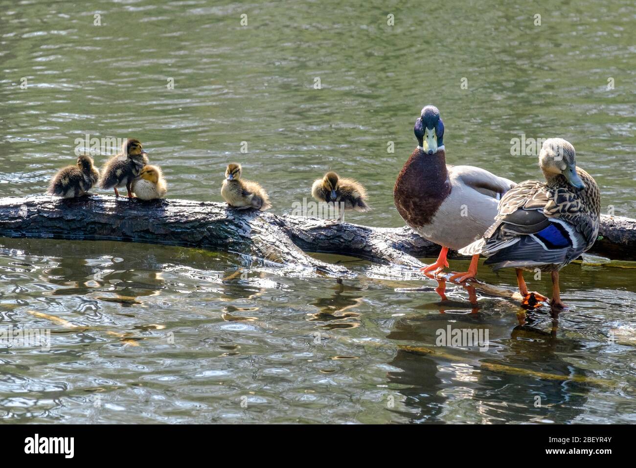 Une paire de canards colverts avec des conduits sur l'étang, Chislehurst, Kent, Royaume-Uni. Banque D'Images