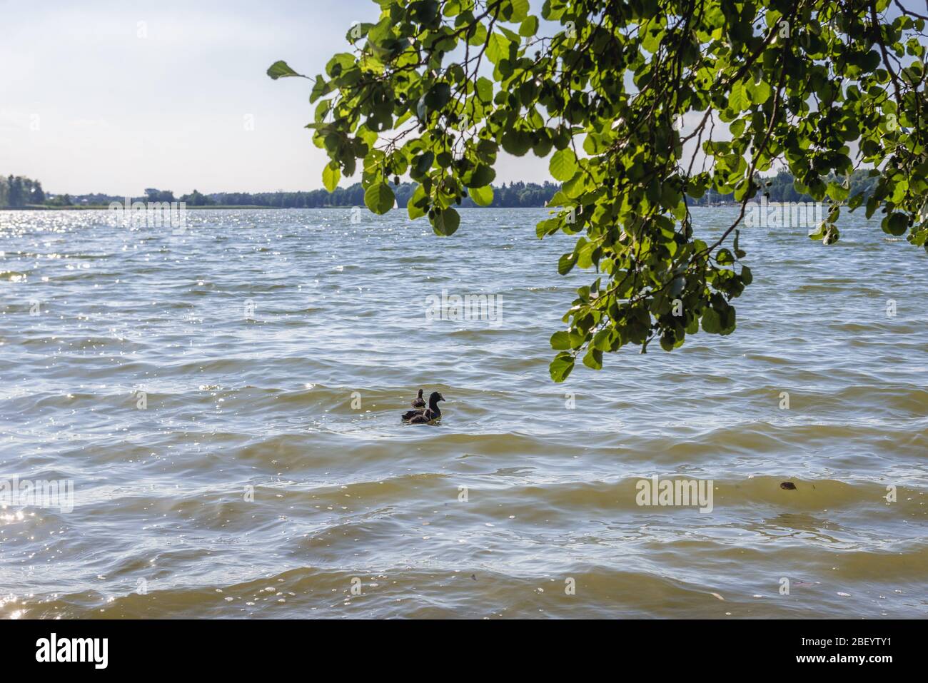 Oiseaux sur un lac de ruban glaciaire du Grand lac Kierskie, situé dans la partie ouest de Poznan, la grande Pologne Voivodeship en Pologne Banque D'Images