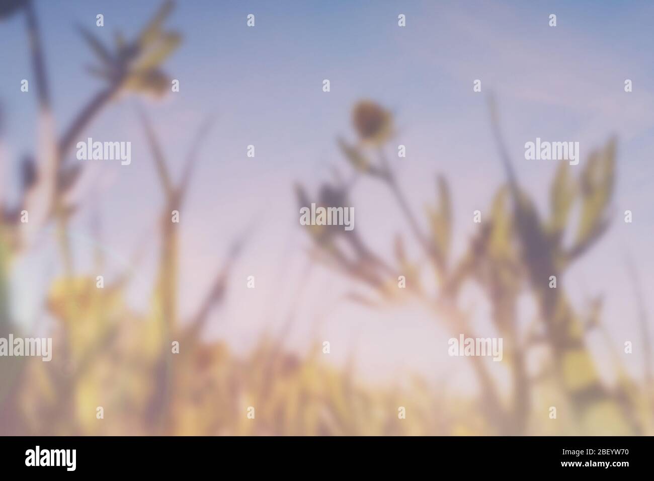 Une double exposition avec des fuites de lumière vintage d'une vue rapprochée de papillons floutés (Ranunculus) avec un résumé, le rêve expérimental comme le montage. Banque D'Images