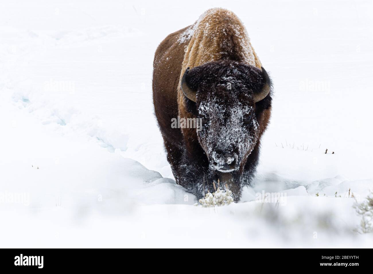 Bison américain dans le parc national de Yellowstone Montana États-Unis Banque D'Images
