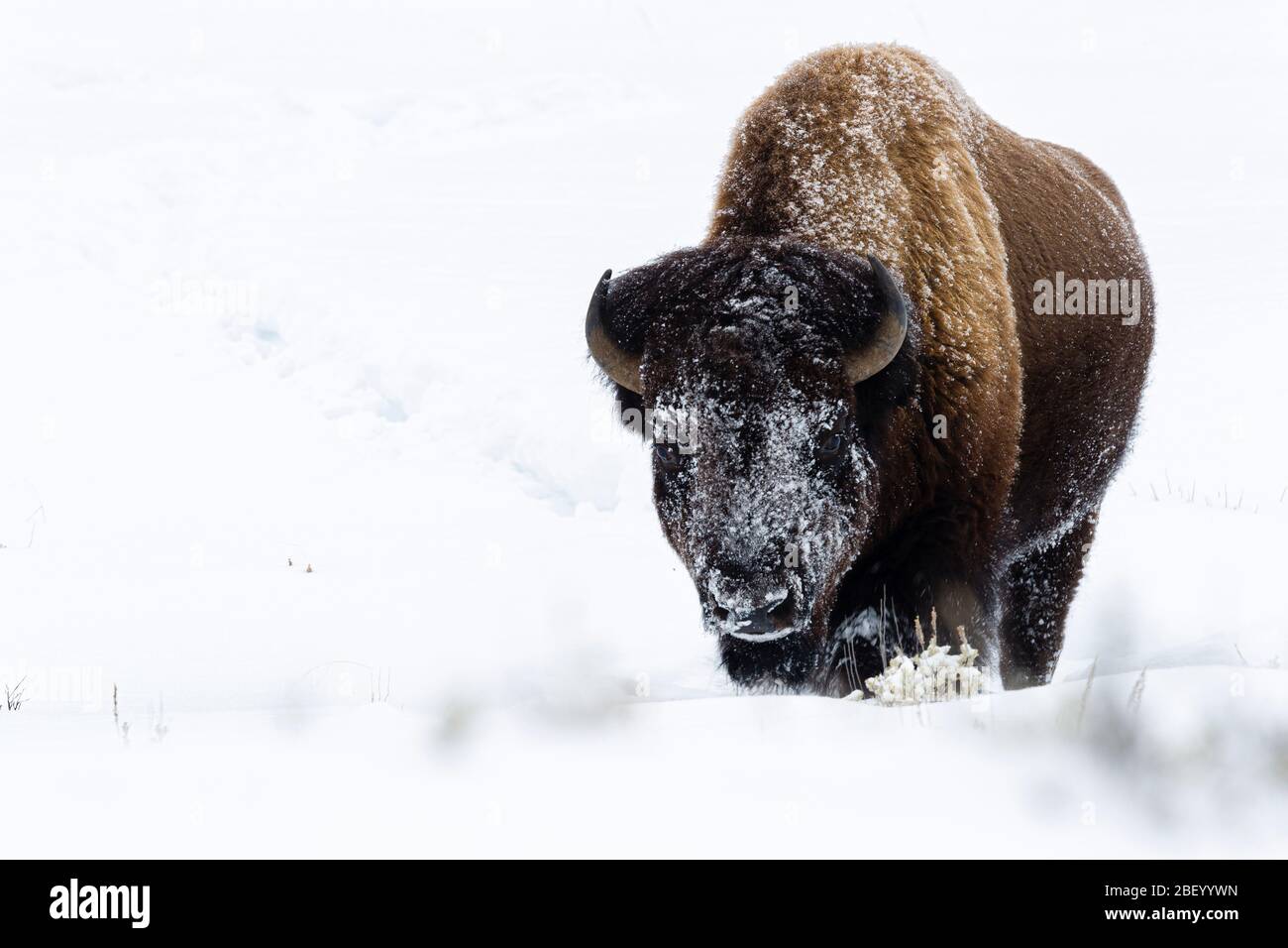 Bison américain dans le parc national de Yellowstone Montana États-Unis Banque D'Images