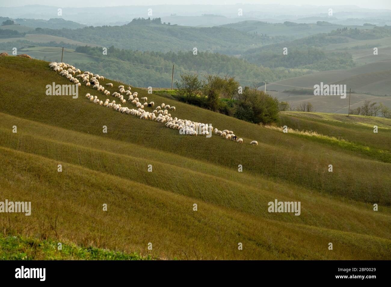 Sienne, Toscane, Italie Banque D'Images