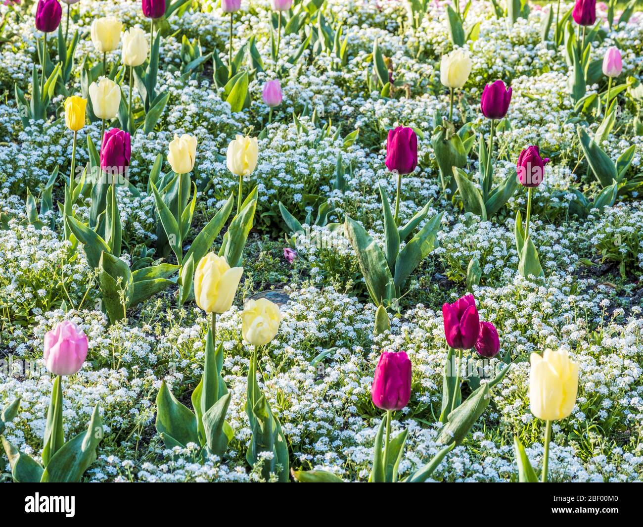 Tulipes jaunes, roses et violettes dans un lit de blancs oublis-nots. Banque D'Images