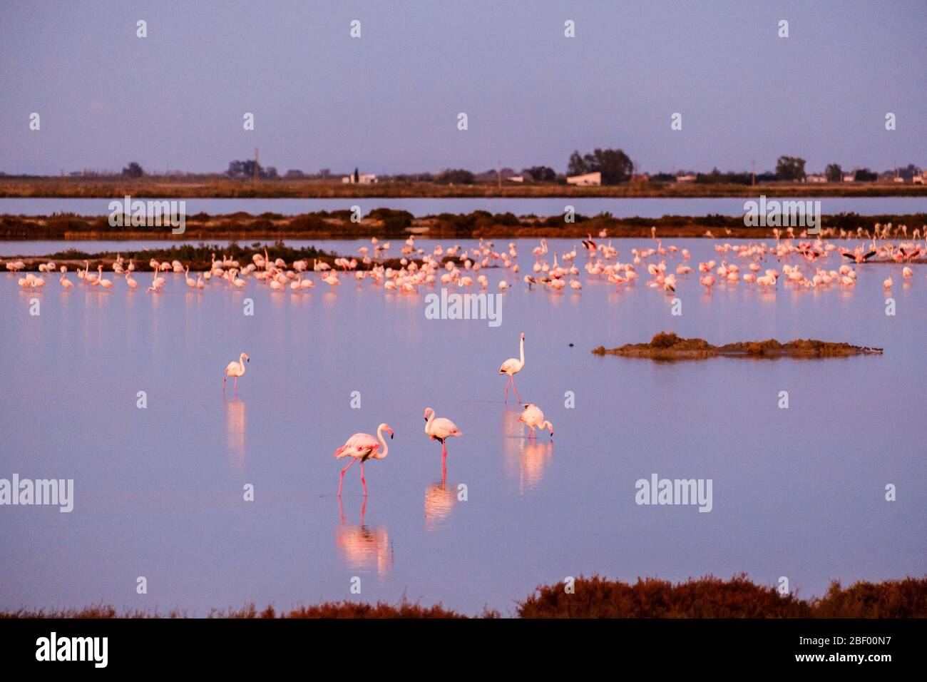 Delta del Ebro, Tarragone, Catalogne, Espagne Banque D'Images