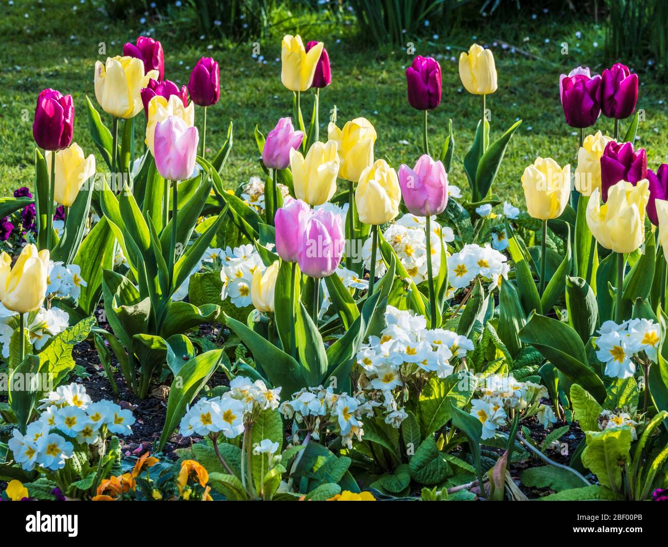 Tulipes jaunes, roses et violettes dans un lit de polyanthus blanc ou Primulas. Banque D'Images