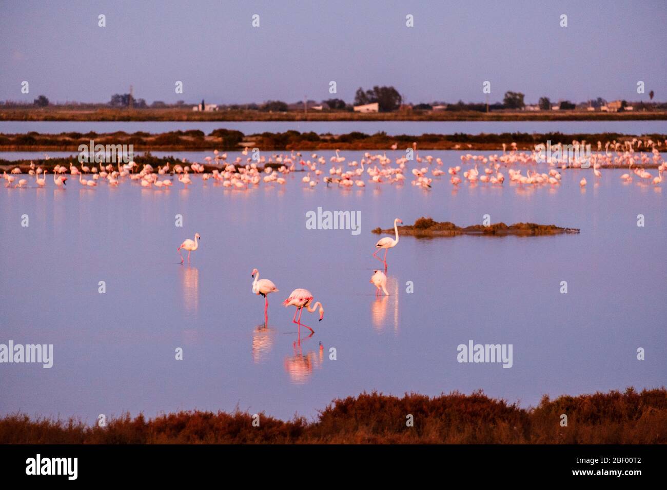 Delta del Ebro, Tarragone, Catalogne, Espagne Banque D'Images
