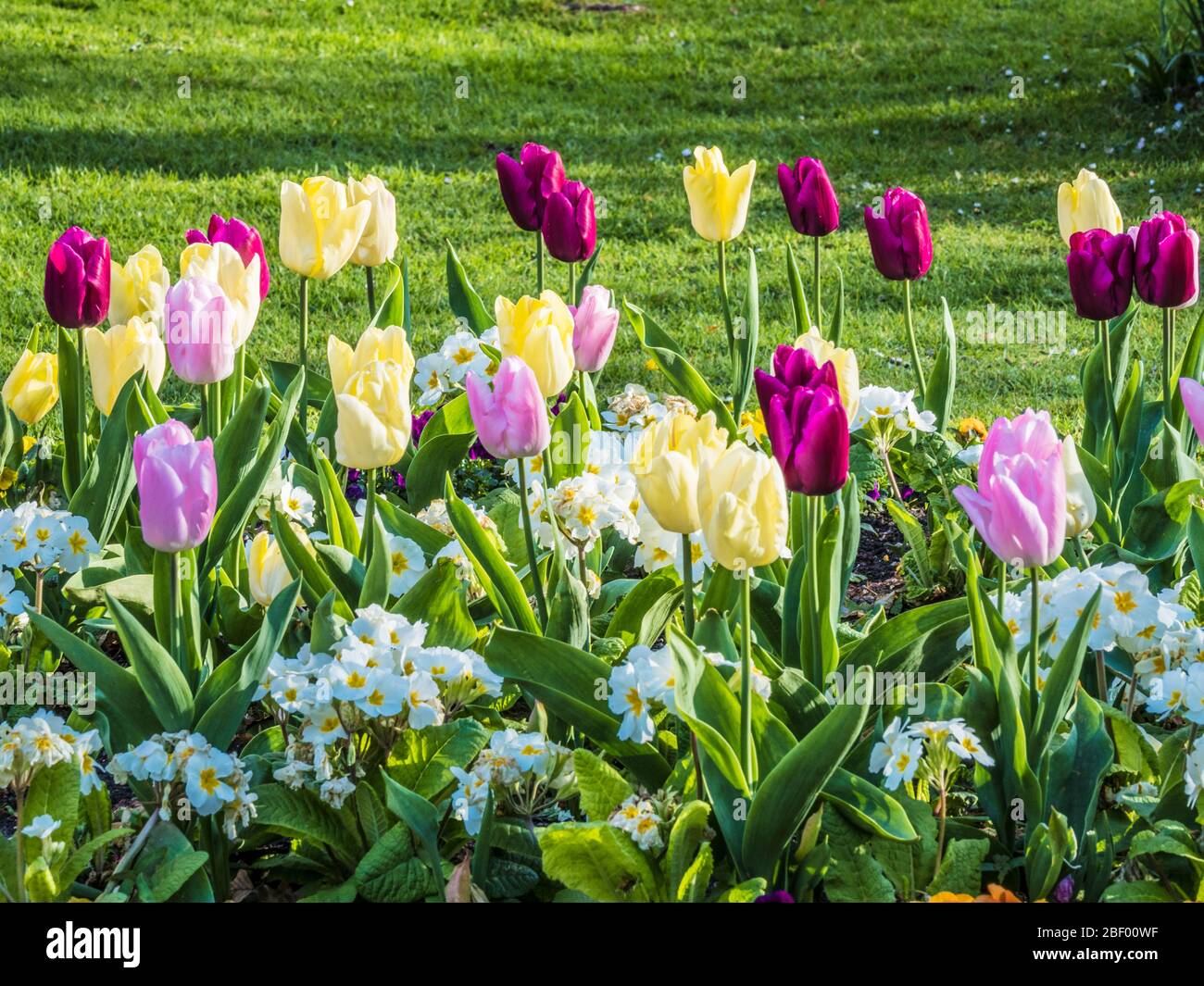 Tulipes jaunes, roses et violettes dans un lit de polyanthus blanc ou Primulas. Banque D'Images