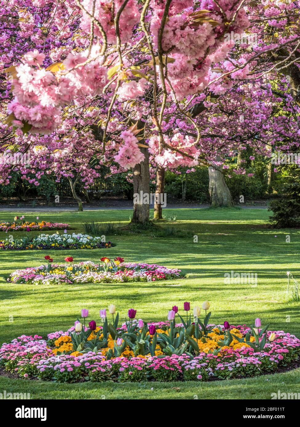 Un lit de tulipes, de primulas jaunes et de marguerites roses Bellis avec des cerisiers roses fleuris en arrière-plan dans un parc public urbain en Angleterre. Banque D'Images