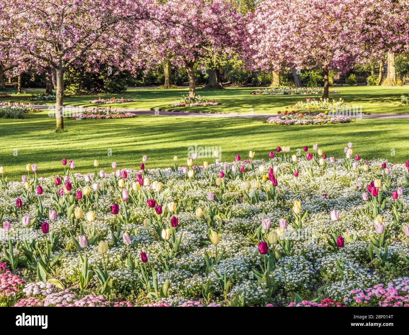 Un lit de tulipes, d'alyssum blanc et de roses Bellis daisies avec des cerisiers roses fleuris en arrière-plan dans un parc public urbain en Angleterre. Banque D'Images