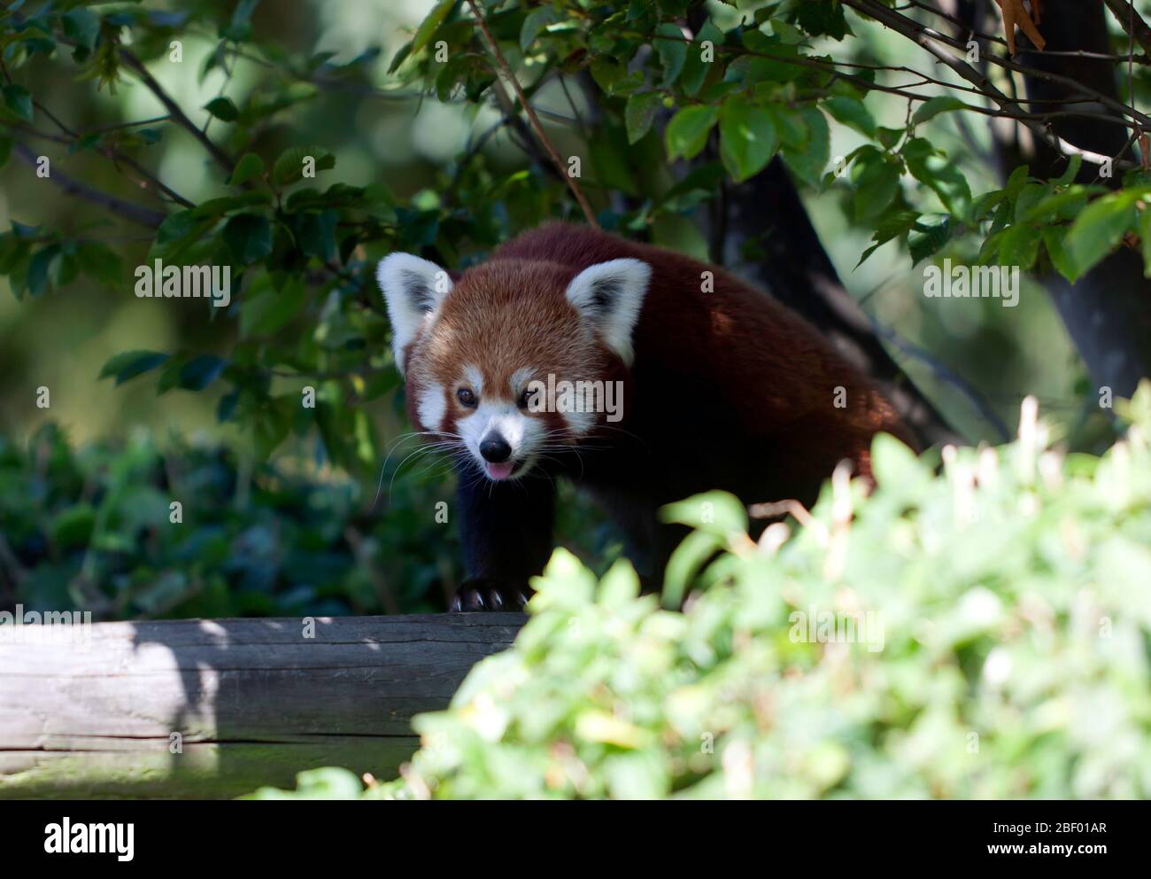 Gros plan d'un Panda rouge (Ailurus fulgens), au parc Wingham Wildlife Park, Kent Banque D'Images