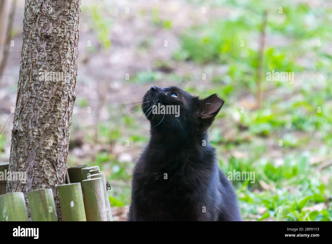 des oiseaux de chasse de chat noir dans la cour au printemps Banque D'Images