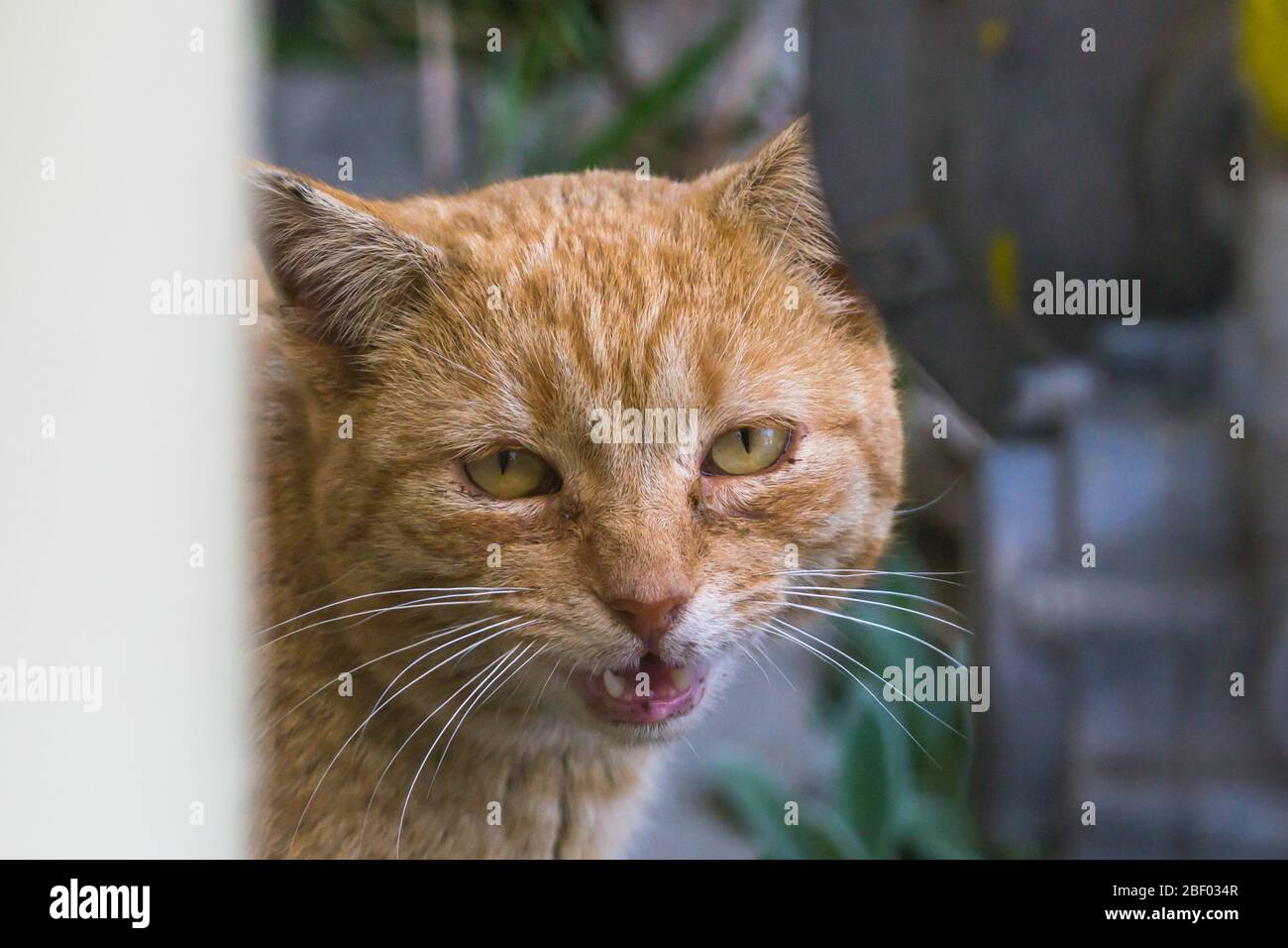 Chat Avec Conjonctivite Et Stomatite Photo Stock Alamy Chat Avec Conjonctivite Et Stomatite Photo Stock Alamy