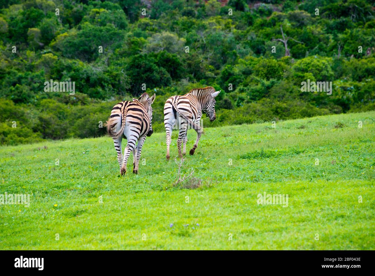 zebra dans la réserve de jeux privée de schotia près du parc national addo, afrique du sud Banque D'Images