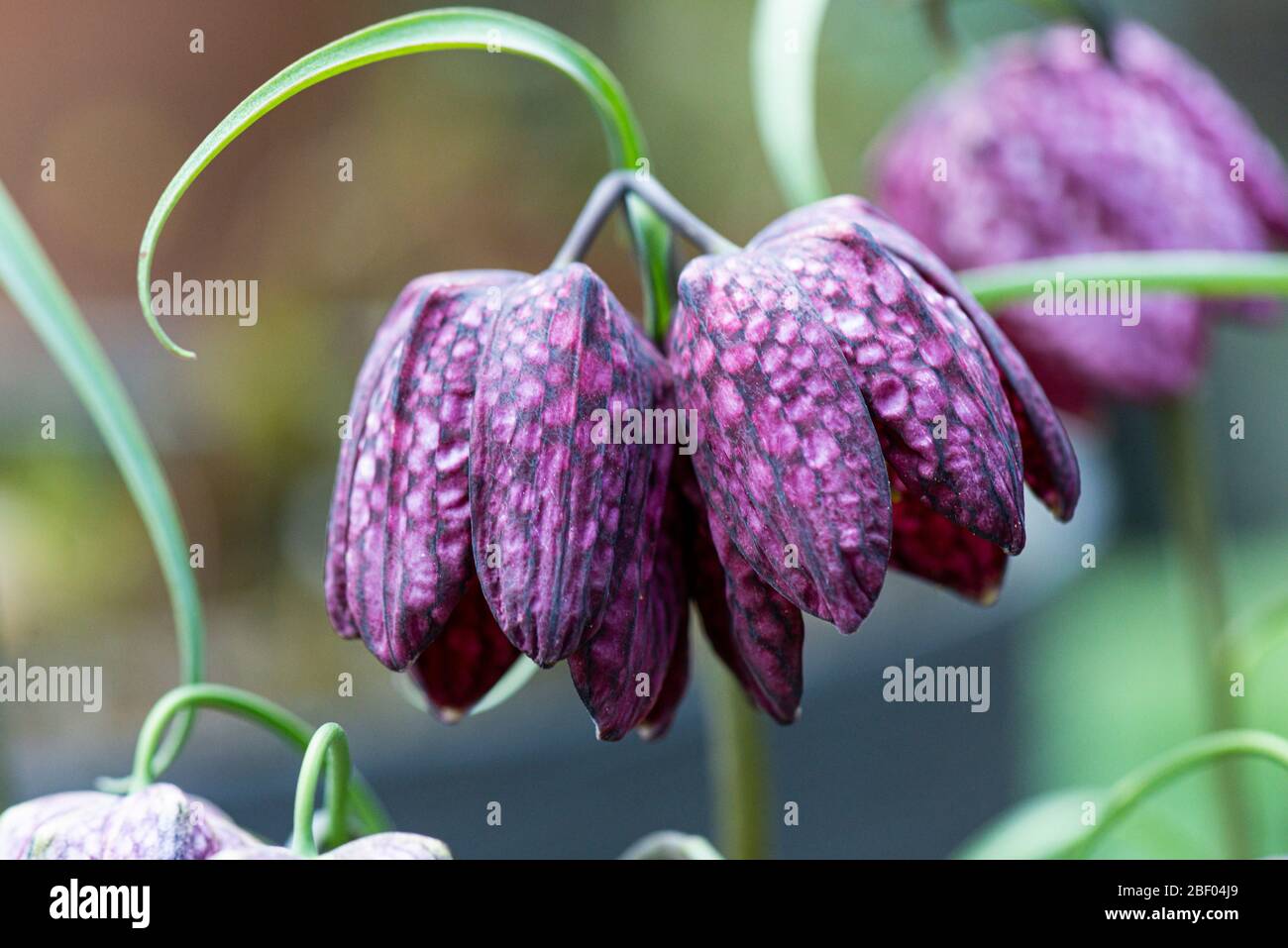 Fleurs violettes en forme de cloche Banque de photographies et d'images à  haute résolution - Alamy