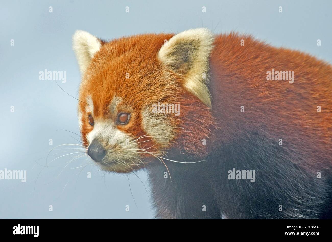 Petit panda Ailurus fulgens Asie Banque D'Images
