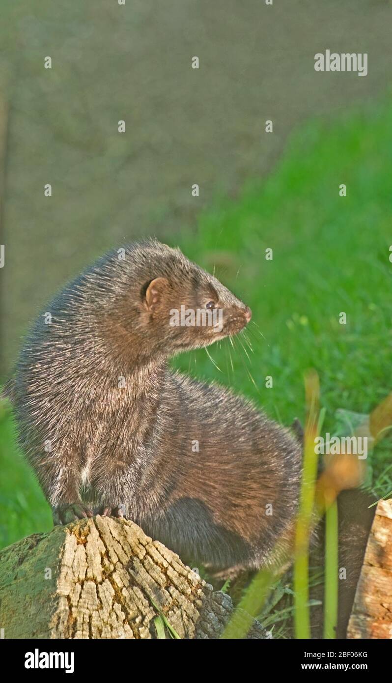 Animal Catif Banque De Photographies Et D images Haute R solution Alamy