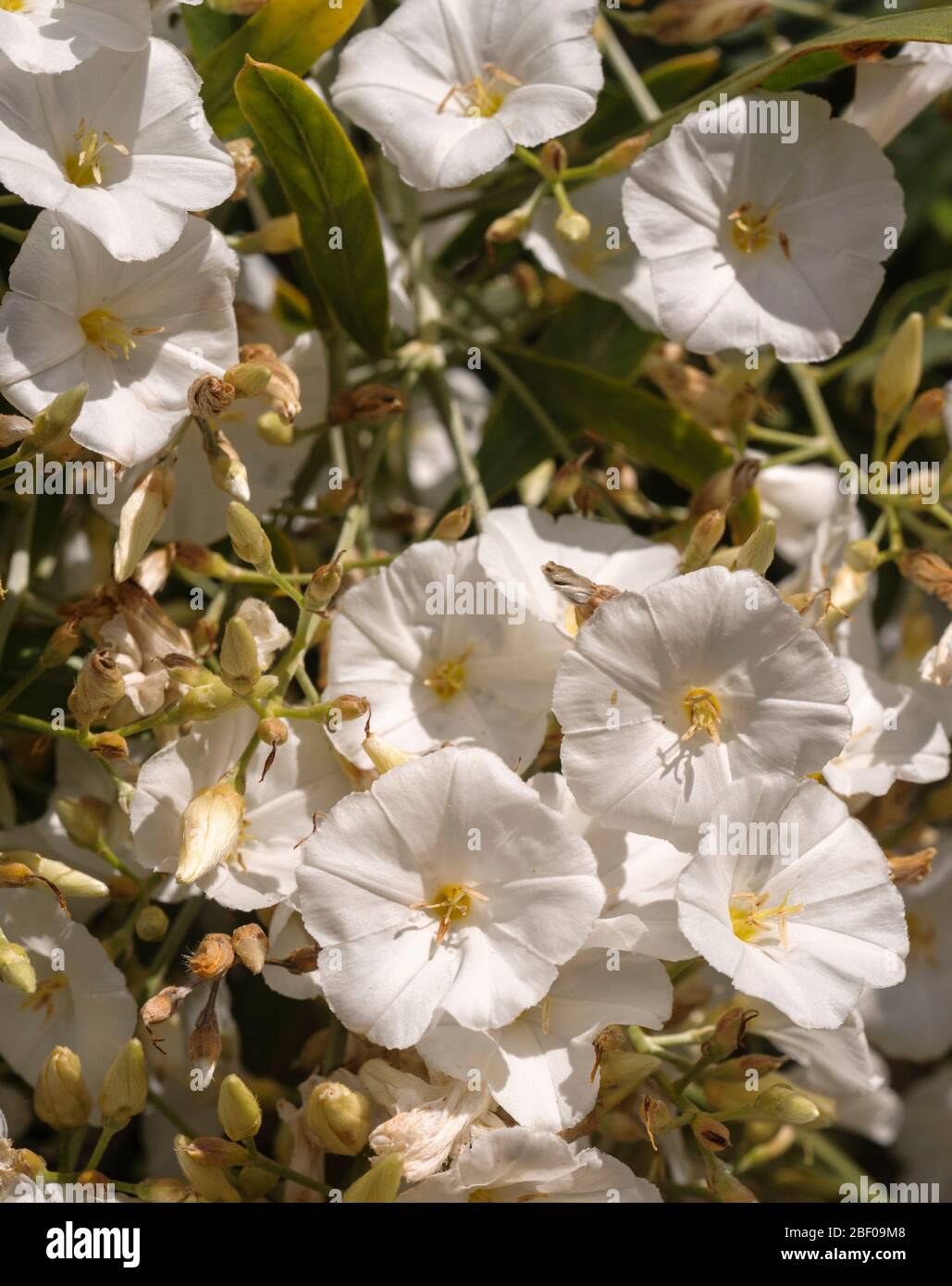 Convolvulus floridus, un Convolvulacae endémique des îles Canaries Banque D'Images