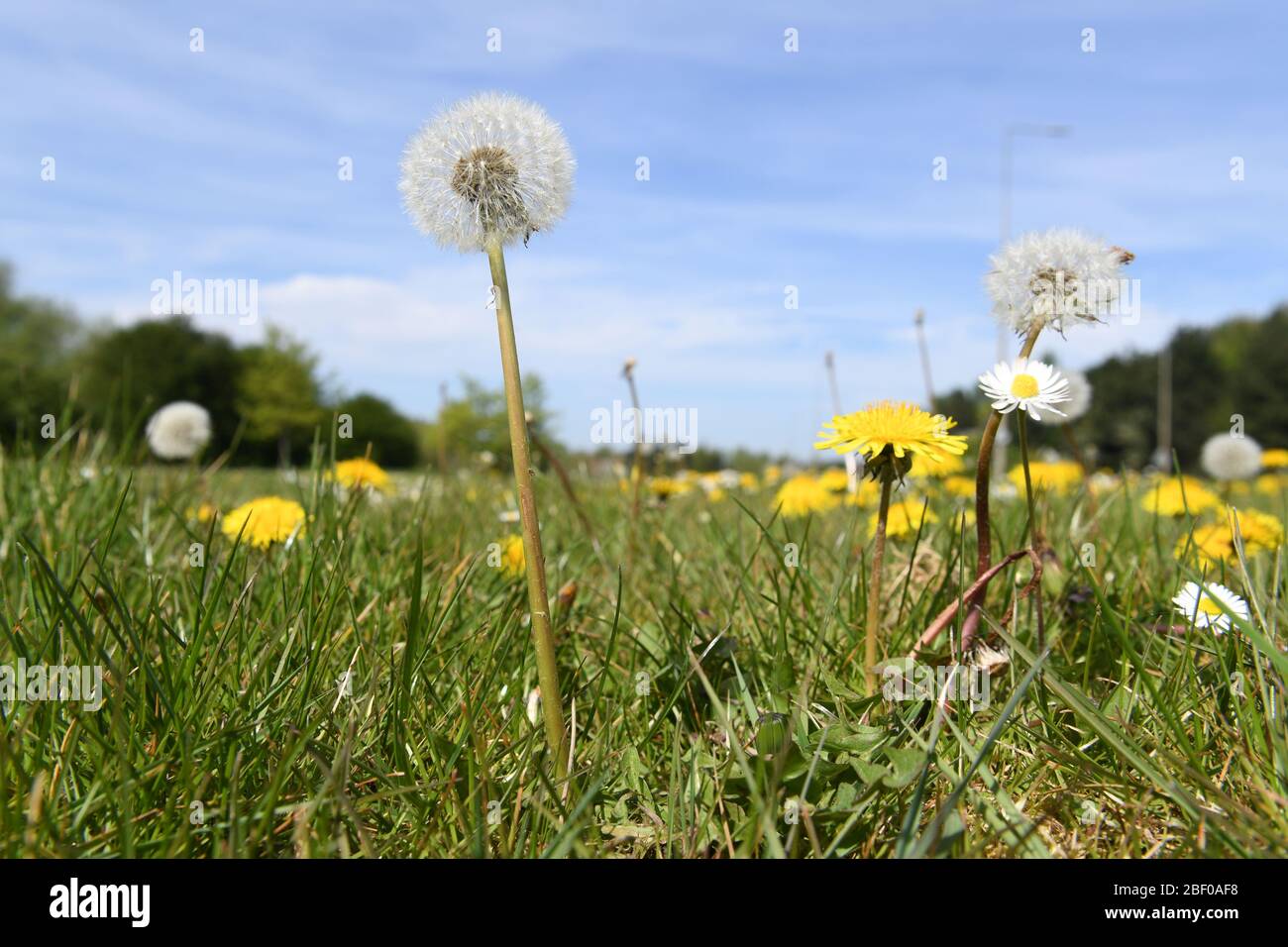 Mauvaises herbes à fleurs jaunes Banque de photographies et d’images à haute résolution Alamy