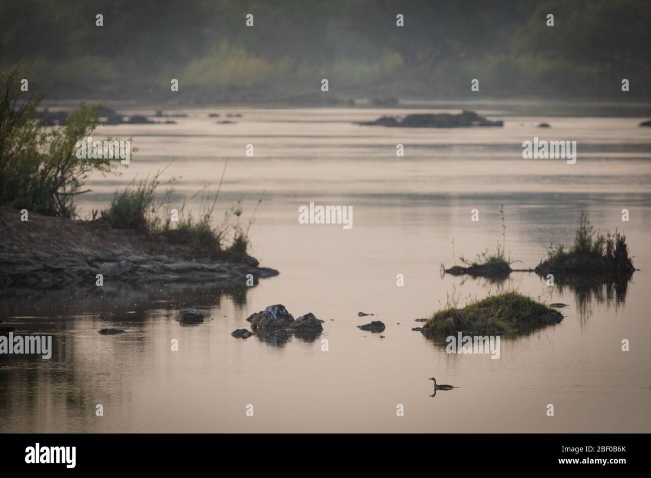 Le parc national de Zambèze, au Zimbabwe, offre un camping sur les rives du fleuve Zambèze avec des possibilités de voir le rare pied de finfoot africain, Podica senagalensis Banque D'Images