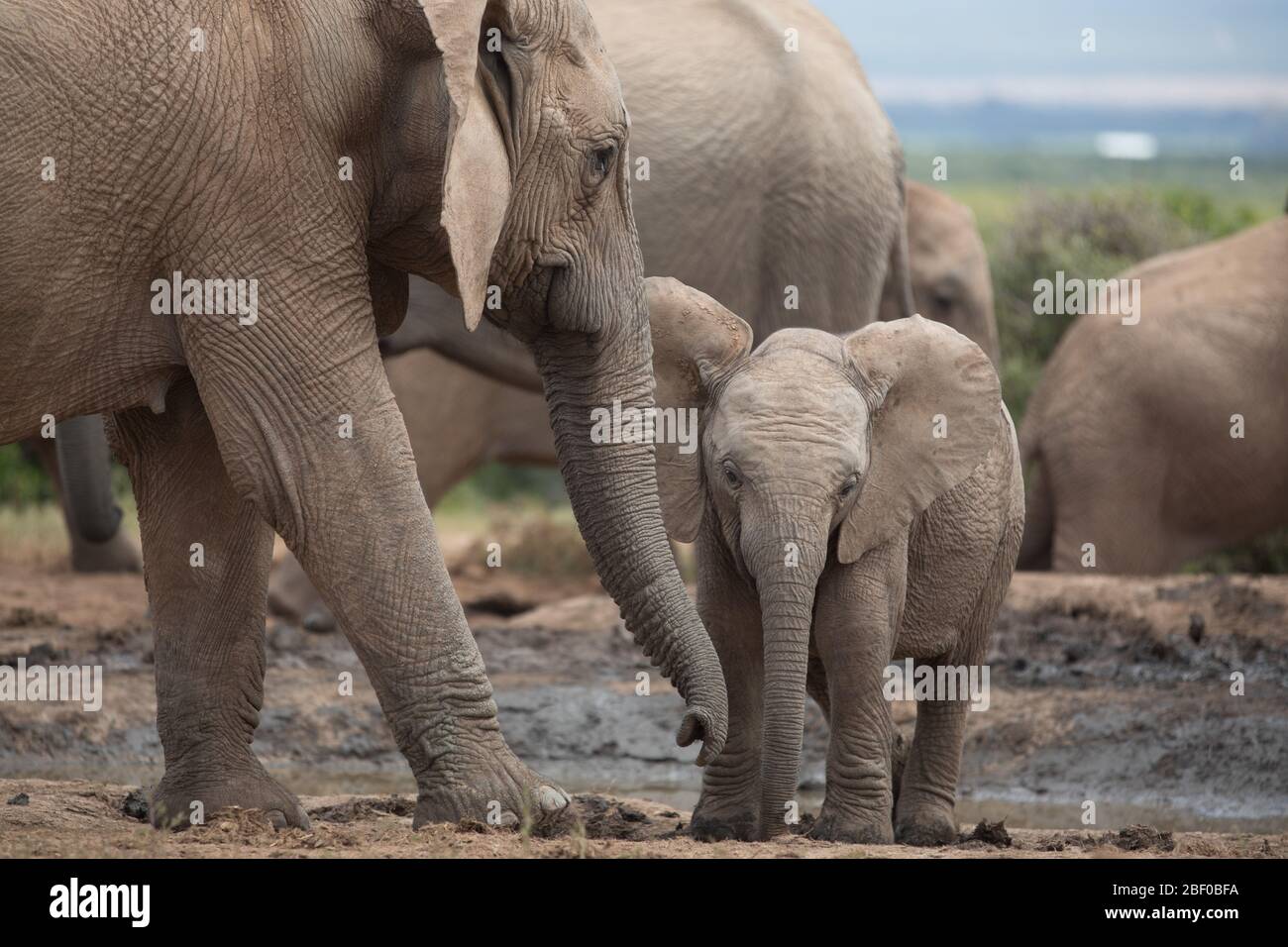 Une famille d'éléphants d'Afrique, Loxodonta africana, bénéficie d'un trou d'eau pour boire et se rafraîchir dans le parc national Addo Elephant, Port Elizabeth, Afrique du Sud Banque D'Images