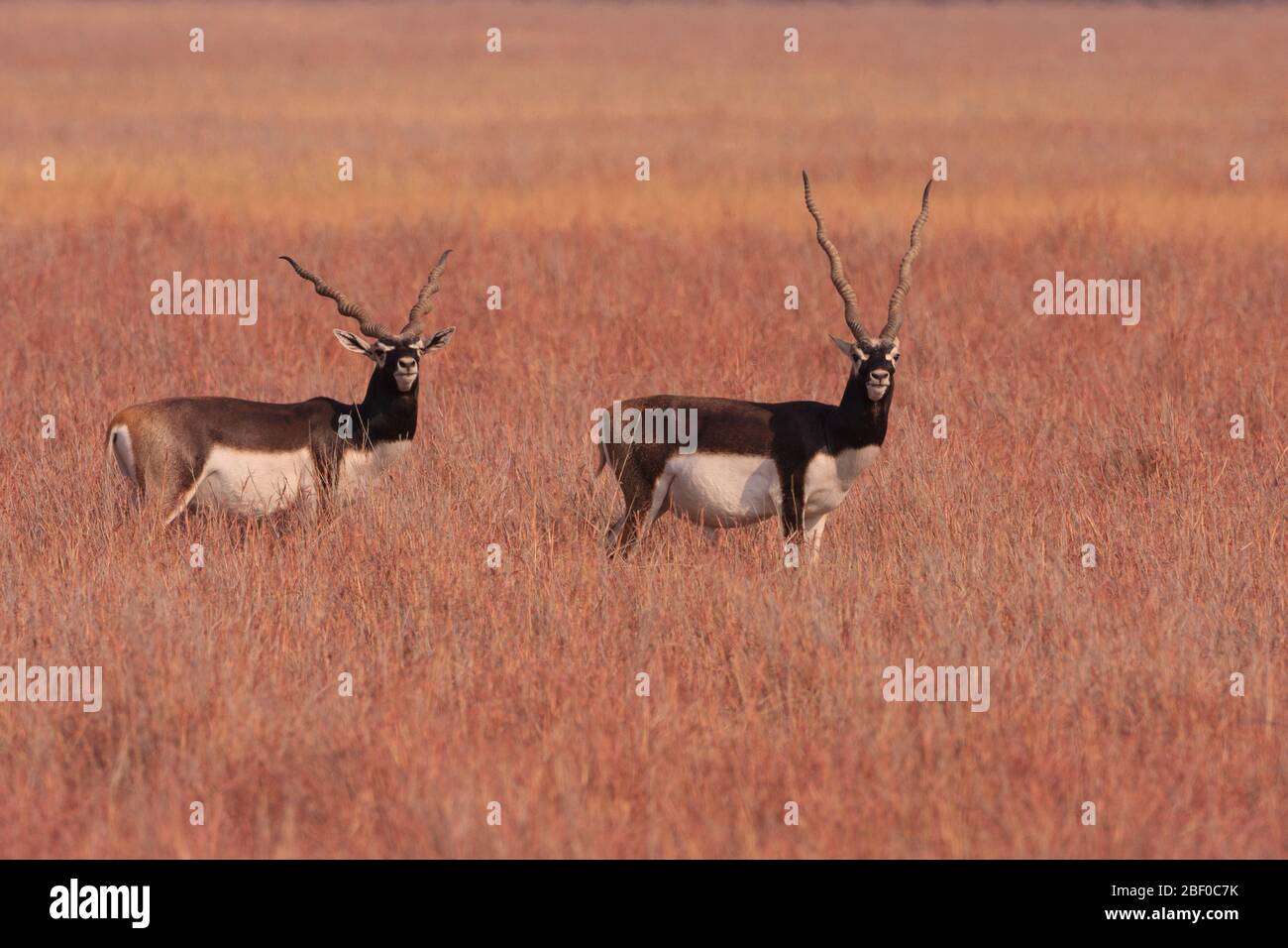 Deux Blackbucks paissent dans la prairie du parc national de Velavadar (Gujarat, Inde) Banque D'Images