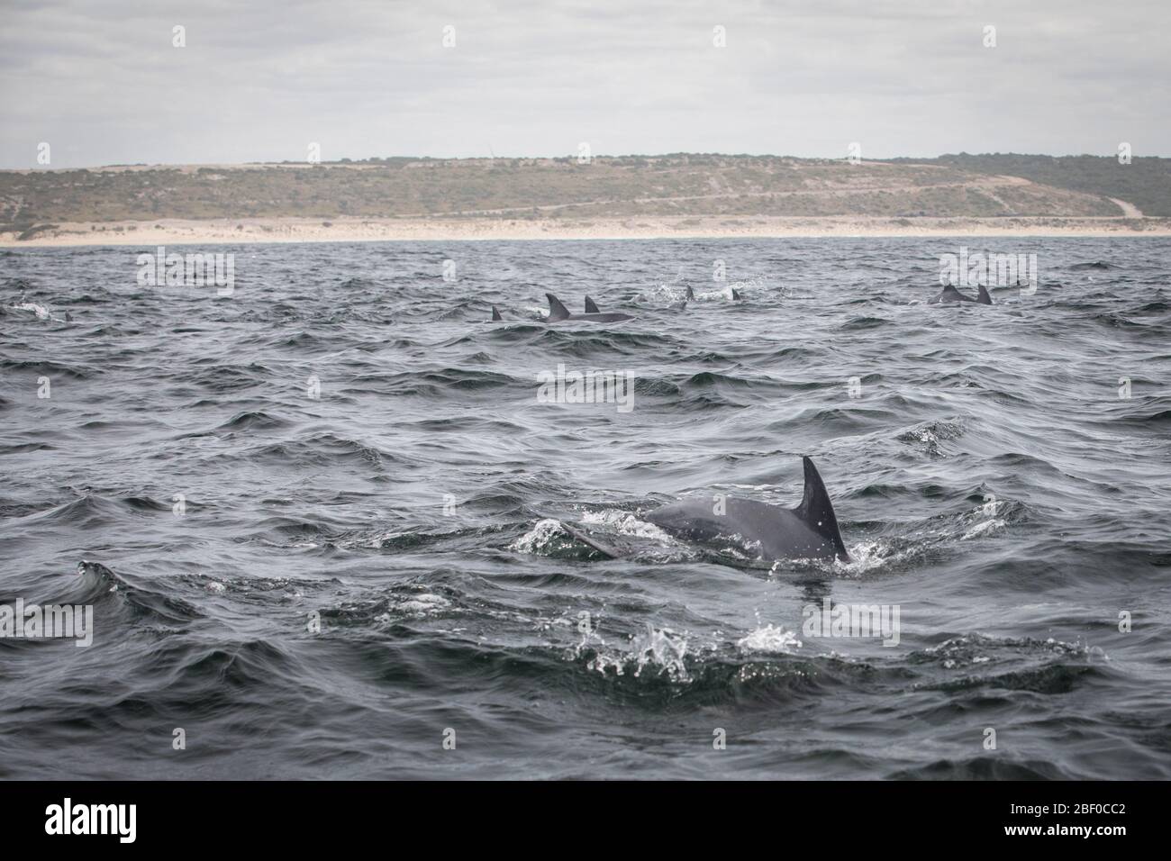 Une gousse de grands dauphins Indo-Pacifique, Tursiops aduncus, traverse les eaux de l'océan Indien de la baie d'Algoa, de la baie Nelson Mandela, de Port Elizabeth, en Australie méridionale Banque D'Images