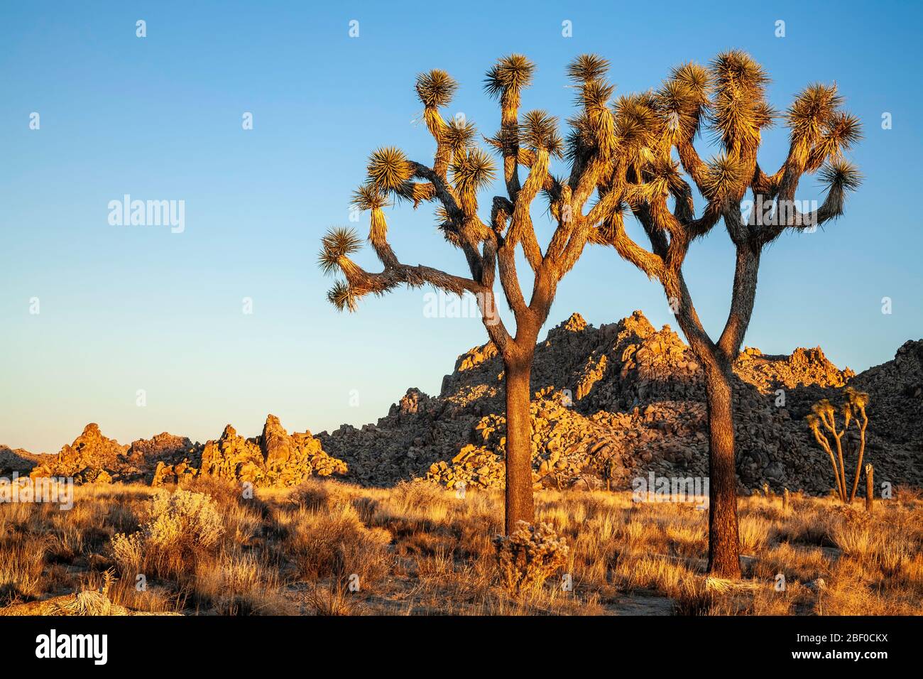 Joshua Trees (Yucca brevifolia) et collines, Joshua Tree National Park, Californie Etats-Unis Banque D'Images