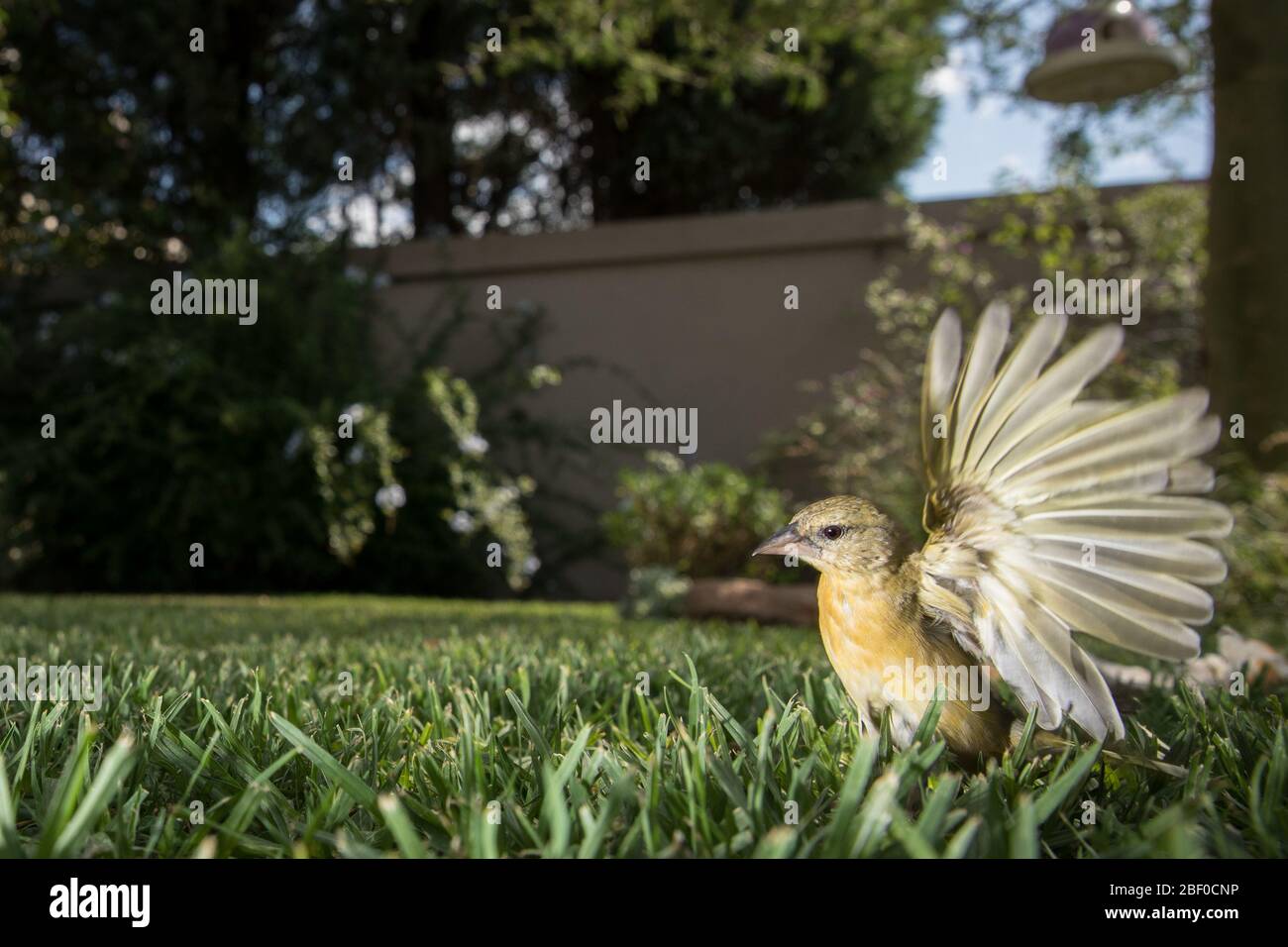 Le Weaver masqué au sud, Ploceus velatus, est un oiseau de jardin commun; celui-ci prend le vol dans un jardin de banlieue, le miel, Johannesburg, Afrique du Sud. Banque D'Images
