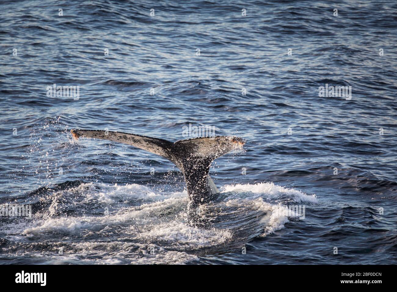 La baleine à bosse, Megaptera novaeangliae, est reconnaissable individuellement par les motifs noir et blanc sur le dessous de leurs fontes, en Afrique du Sud. Banque D'Images