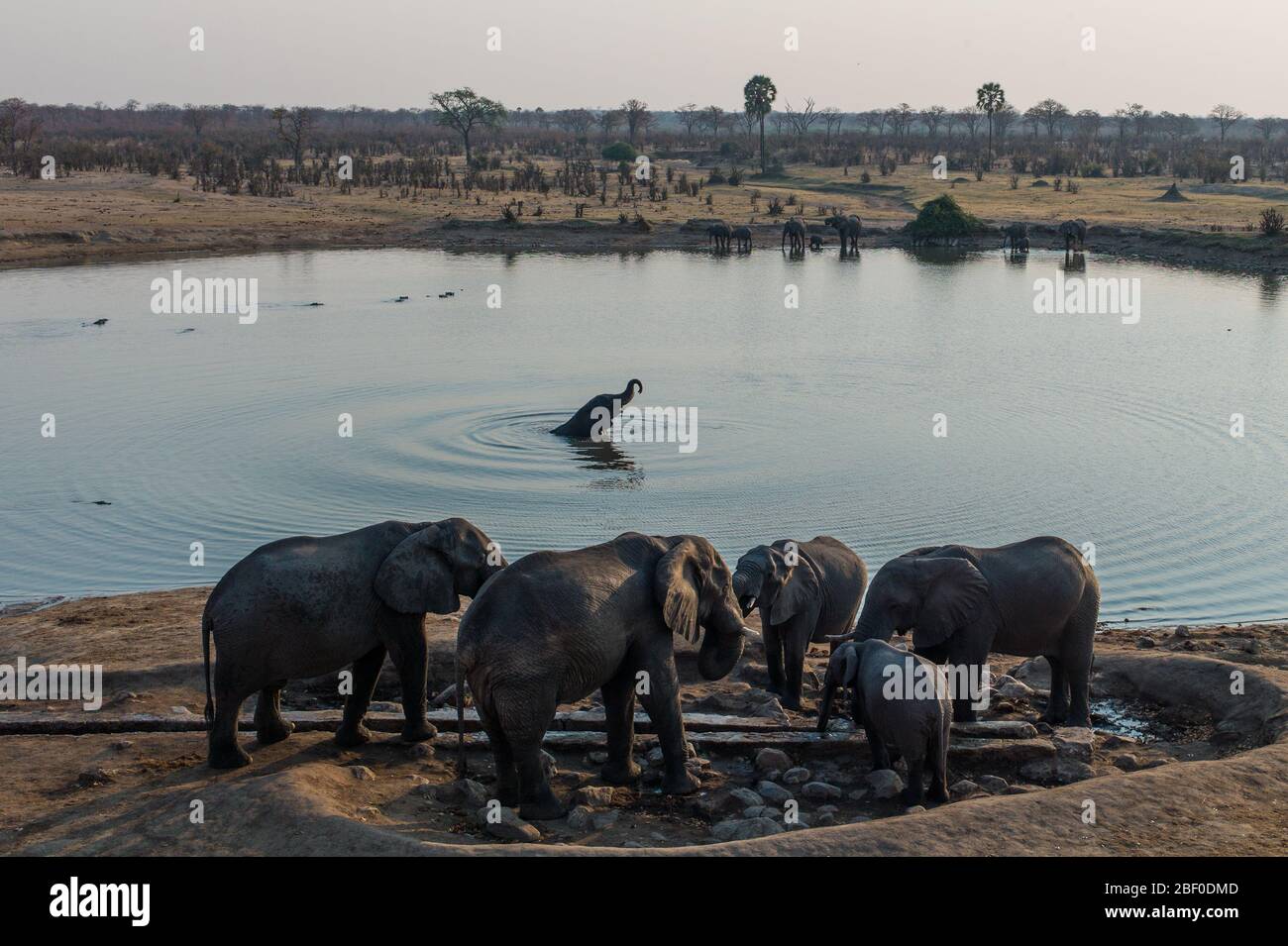 Safari dans le parc national de Hwange, Matabeleland Nord, Zimbabwe Banque D'Images