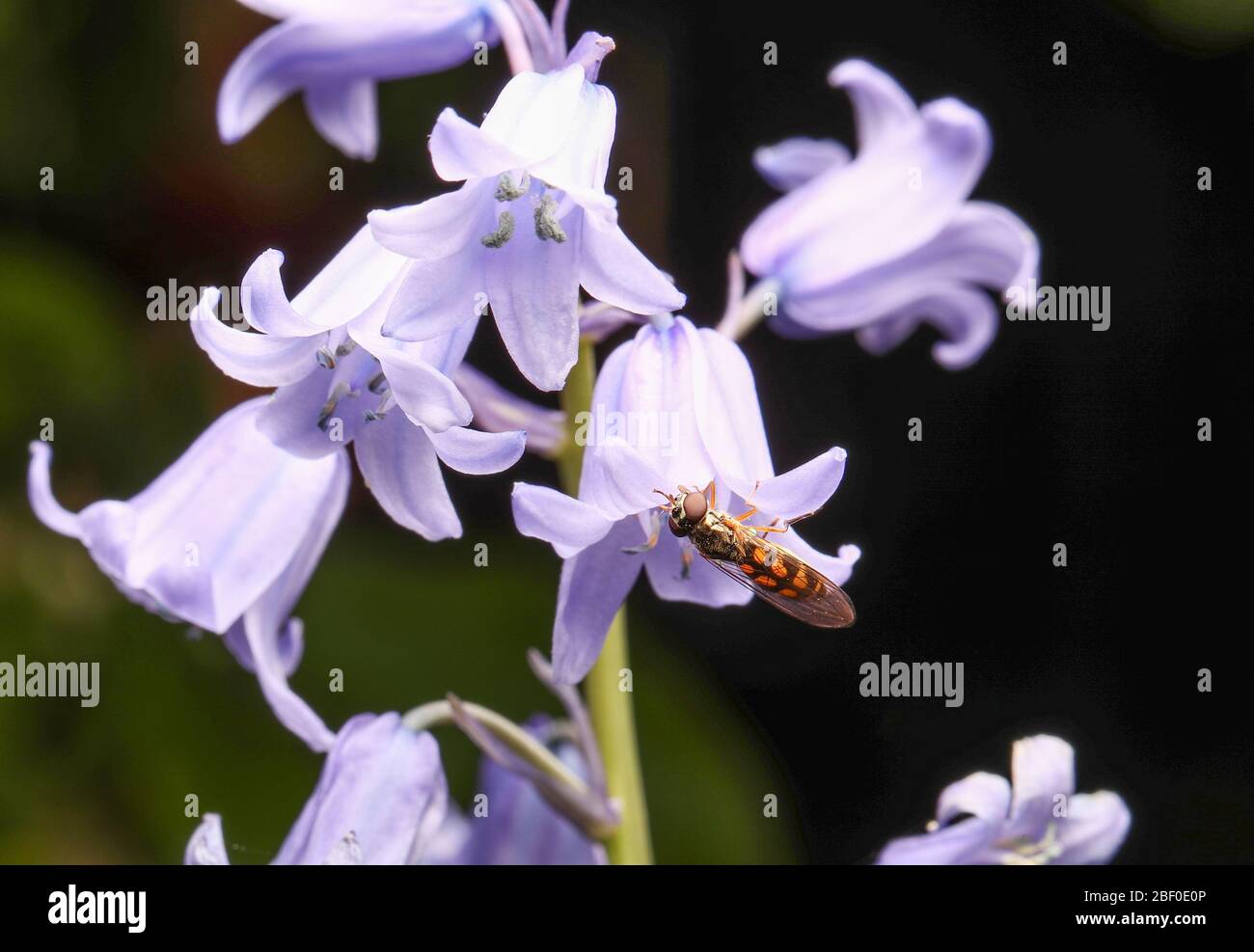 Rhingia campestris Hoverfly se nourrissant d'une fleur de bluebell commune ( jacinthoides non-scripta ) dans un jardin britannique Banque D'Images