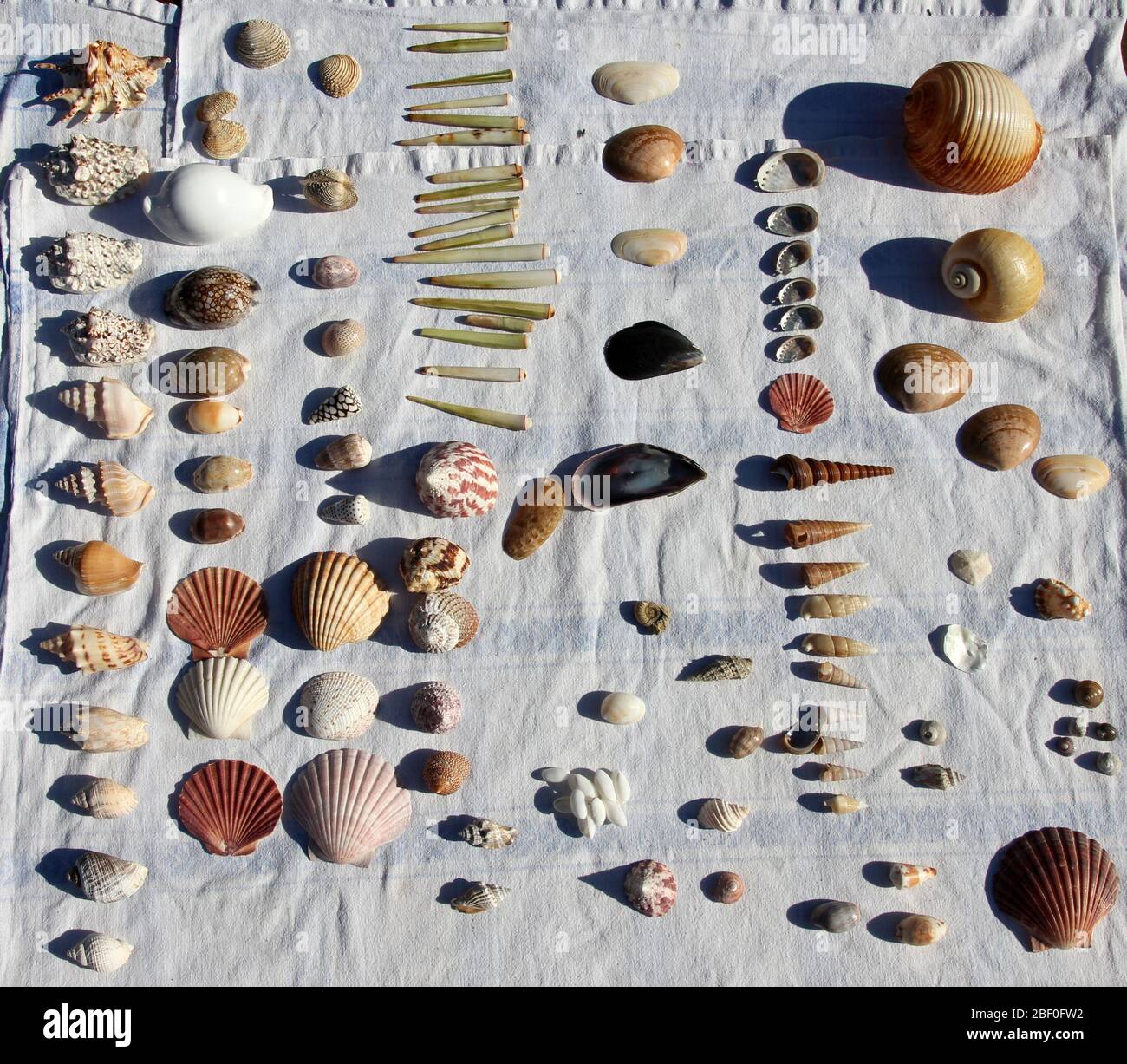 collection sea shell Banque D'Images