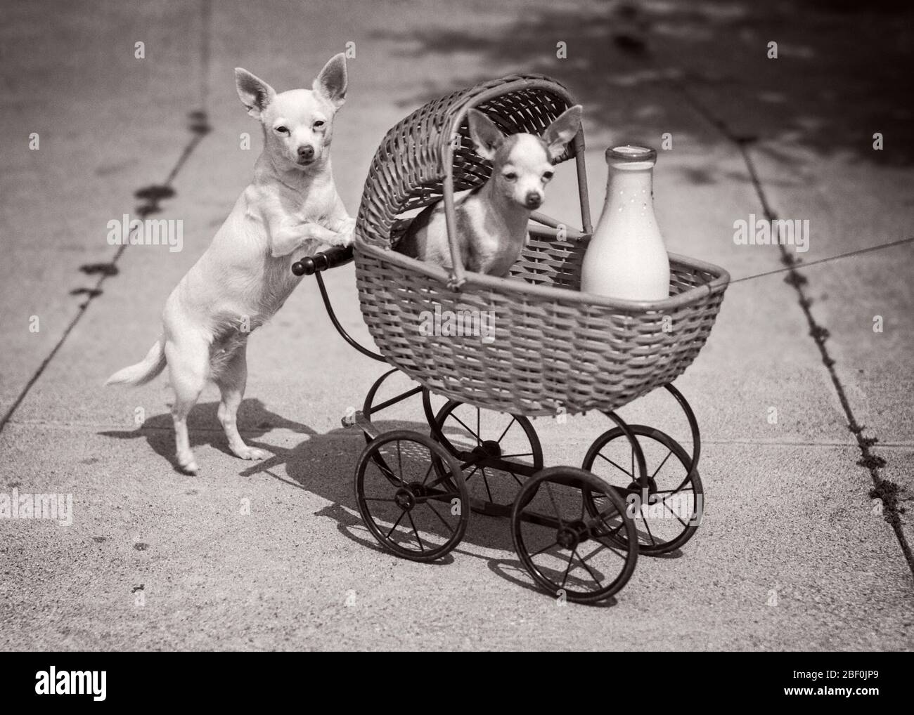 Chien Des Annees 1930 Regardant La Camera Pousser Un Autre Chien Dans Buggy En Osier Avec Bouteille De Lait Humoristique Asp Jo4090 Asp001 Canines Grotesques Hars Zany Comique Non Conventionnel Pooch Chien Des Annees 1930 Regardant La Camera Pousser Un Autre Chien Dans Buggy En Osier Avec Bouteille De Lait Humoristique Asp Jo4090 Asp001 Canines Grotesques Hars Zany Comique Non Conventionnel Pooch