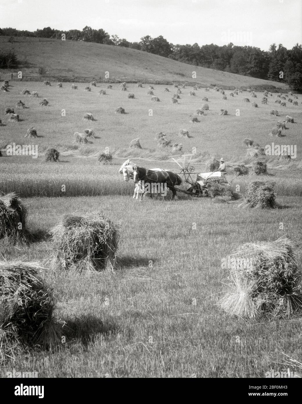 HOMME ANONYME DES ANNÉES 1930 CONDUISANT TROIS ÉQUIPES DE CHEVAUX TIRANT MCCORMICK REAPER RÉCOLTE GRAIN EMPILÉ DANS LE CHAMP DE COLLINE - F4494 HAR001 HOMMES D'AGRICULTURE TRADITIONNELLE HARS SPIRITUALITÉ HOMMES AGRICULTURE B&W EMPILÉ DES OBJECTIFS DE GÉNÉROSITÉ RÉCOLTE SUCCÈS MAMMIFÈRES FORCE DE LA FORCE DE LA TOUR DES AGRICULTEURS DU XXE SIÈCLE PROGRESSER L'INNOVATION FIERTÉ DANS LES PROFESSIONS REAPER ÉLÉGANT CROISSANCE ANONYME MAMMIFÈRE DE COLLINE MILIEU ADULTE MILIEU ADULTE JEUNE HOMME ADULTE NOIR ET BLANC RACE BLANCHE HAR001 MCCORMICK À L'ANCIENNE Banque D'Images