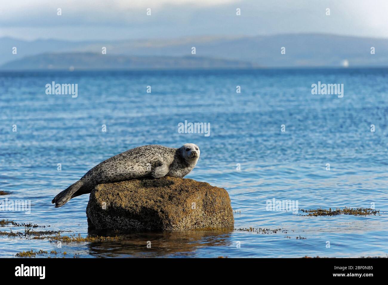 Phoque gris vu sur l'île d'Arran, Écosse Banque D'Images